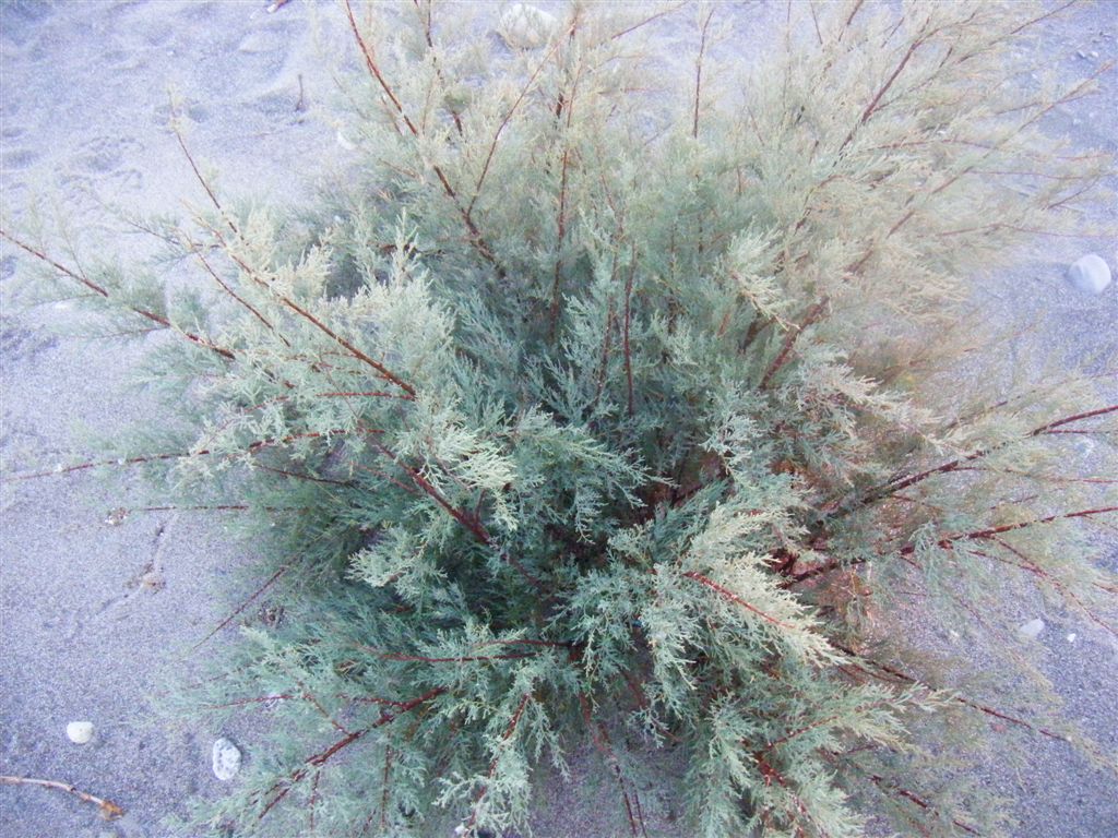 Juniperus oxycedrus?  No, Tamarix sp. (Caryophyllales - Tamaricaceae)
